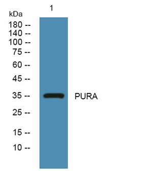 PURA rabbit pAb Antibody