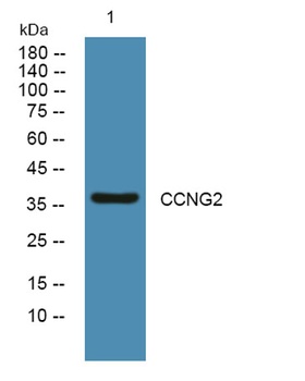 CCNG2 rabbit pAb Antibody