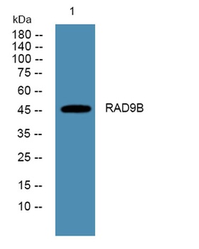 RAD9B rabbit pAb Antibody