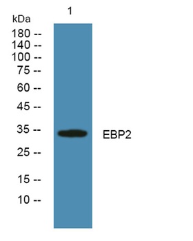 EBP2 rabbit pAb Antibody