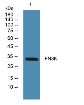 FN3K rabbit pAb Antibody