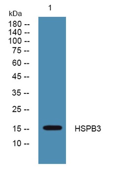 HSPB3 rabbit pAb Antibody