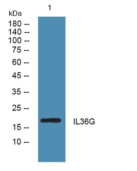 IL36G rabbit pAb Antibody
