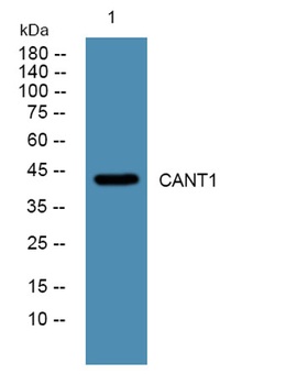 CANT1 rabbit pAb Antibody