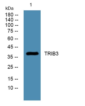 TRIB3 rabbit pAb Antibody