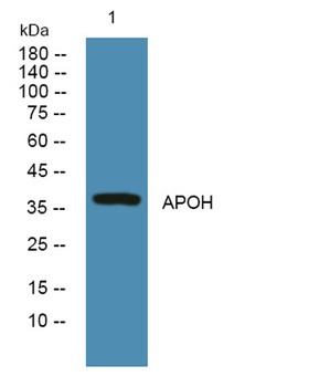 APOH rabbit pAb Antibody