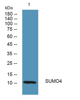 SUMO4 rabbit pAb Antibody