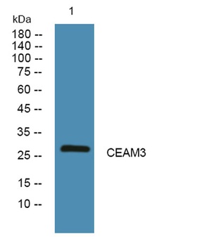 CEAM3 rabbit pAb Antibody