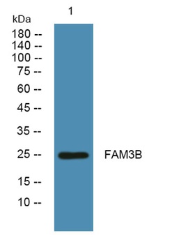 FAM3B rabbit pAb Antibody