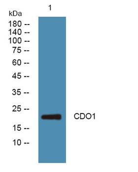 CDO1 rabbit pAb Antibody