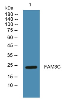 FAM3C rabbit pAb Antibody