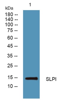 SLPI rabbit pAb Antibody
