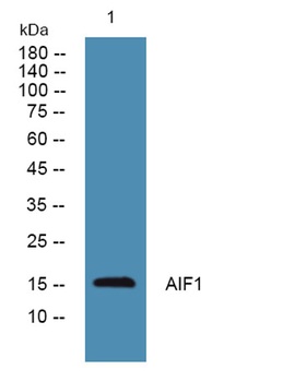 Iba1 rabbit pAb Antibody