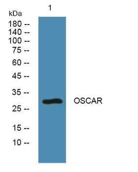 OSCAR rabbit pAb Antibody