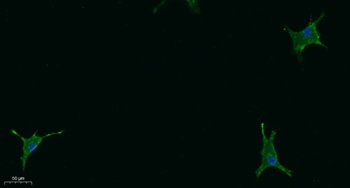 STAB2 rabbit pAb Antibody