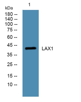 LAX1 rabbit pAb Antibody