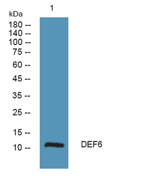 DEF6 rabbit pAb Antibody