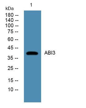 ABI3 rabbit pAb Antibody