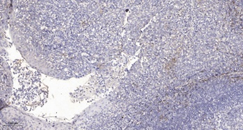 DMBT1 rabbit pAb Antibody