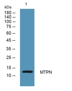 MTPN rabbit pAb Antibody