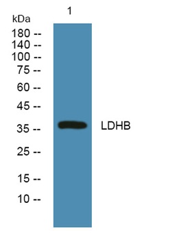 LDHB rabbit pAb Antibody