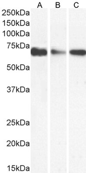 Goat anti-IFNGR1 (aa181-193) Antibody