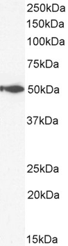 Goat anti-IFNGR1 (aa181-193) Antibody