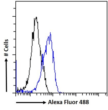 Goat anti-IFNGR1 (aa181-193) Antibody