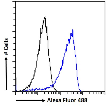 Calcipressin-1 Antibody