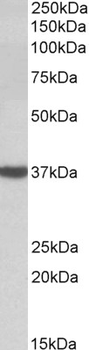 D-amino-acid oxidase (aa286-298) Antibody