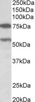 PRODH (aa112-134) Antibody