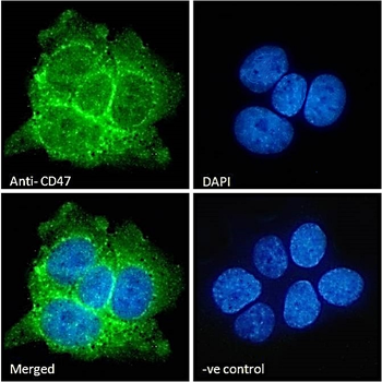 CD47 Antibody