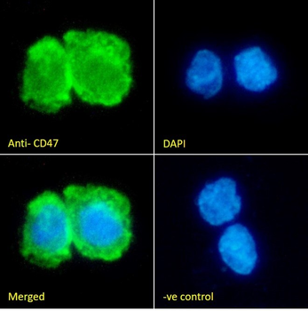 CD47 Antibody