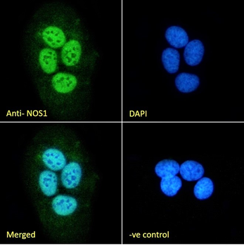 NOS1 Antibody
