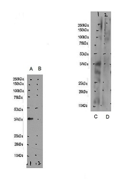 SIAH1 Antibody