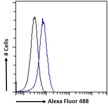 MURF1/TRIM63 (N Term) Antibody