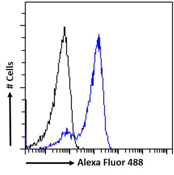 Goat anti-HSPC150 / UBE2T Antibody