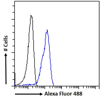 SAE1/AOS1 Antibody
