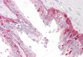 Goat anti-PHLDA2 / IPL Antibody