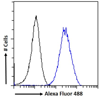 KPNA2/IPOA1 Antibody