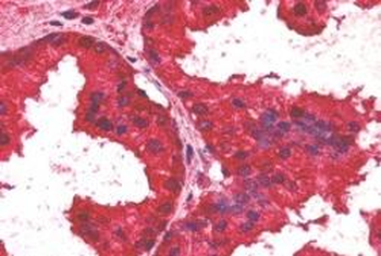 Goat anti-AIBZIP / CREB3L4 Antibody