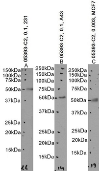 Goat anti-AIBZIP / CREB3L4 Antibody