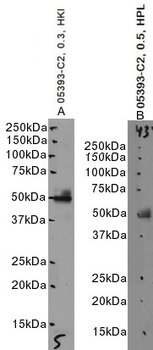 Goat anti-AIBZIP / CREB3L4 Antibody