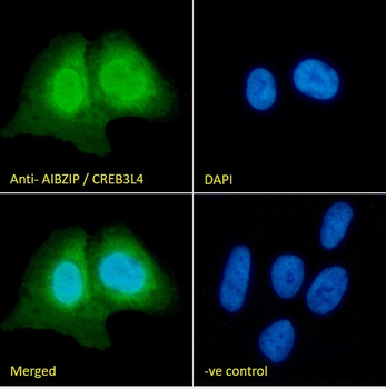 Goat anti-AIBZIP / CREB3L4 Antibody