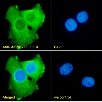 Goat anti-AIBZIP / CREB3L4 Antibody