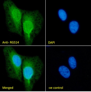 RGS14 Antibody