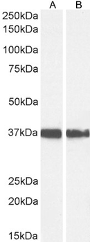 GAPDH (C Terminus) Loading Control Antibody