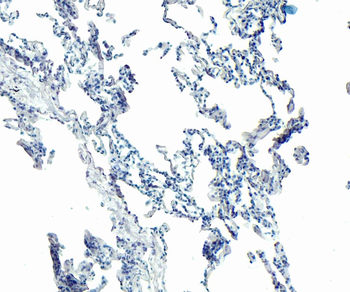 GAPDH (C Terminus) Loading Control Antibody
