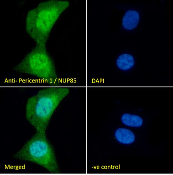 Pericentrin 1/NUP85 Antibody