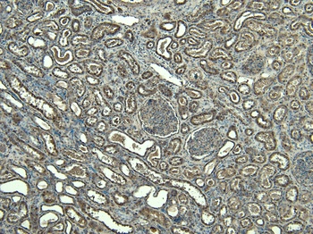 Goat anti-FOXI1 / FKHL10 Antibody